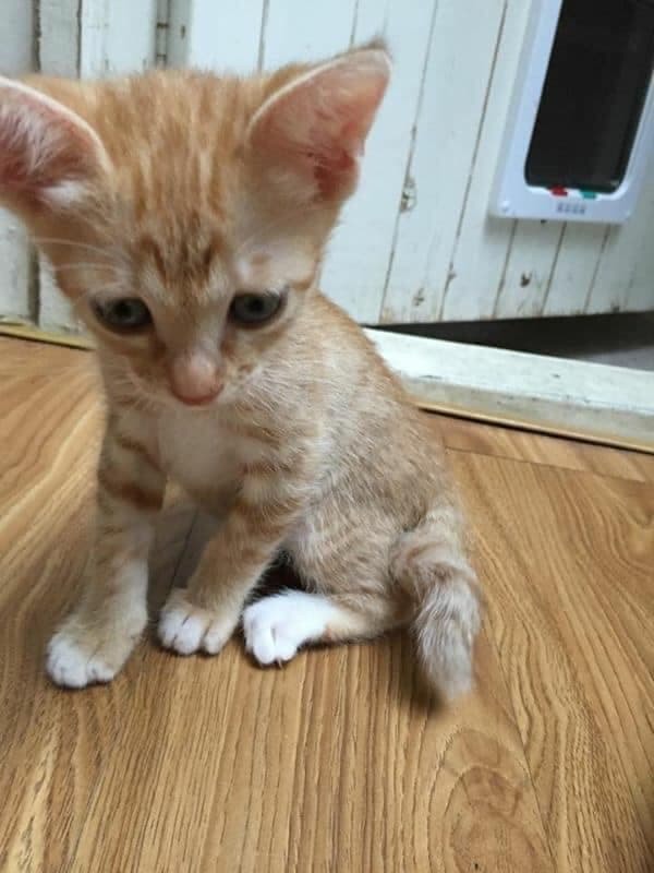 Đây là em khi mới được nhặt ngoài đường về nhé các ông. (Ảnh: FB Đ.L)