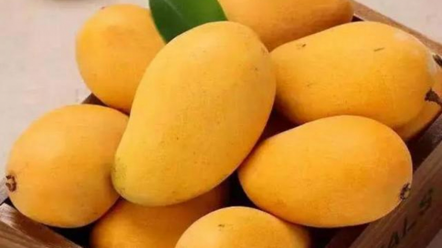 Xoài tốt cho bé
