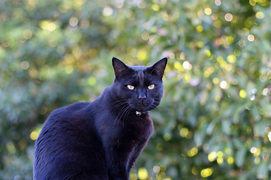 Mèo đen vào nhà là vận xui đeo bám