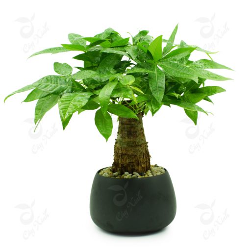 cay-nghe-ten-da-thay-giau-02