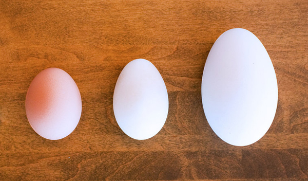 Trứng vịt giàu Omega 3 hơn trứng gà
