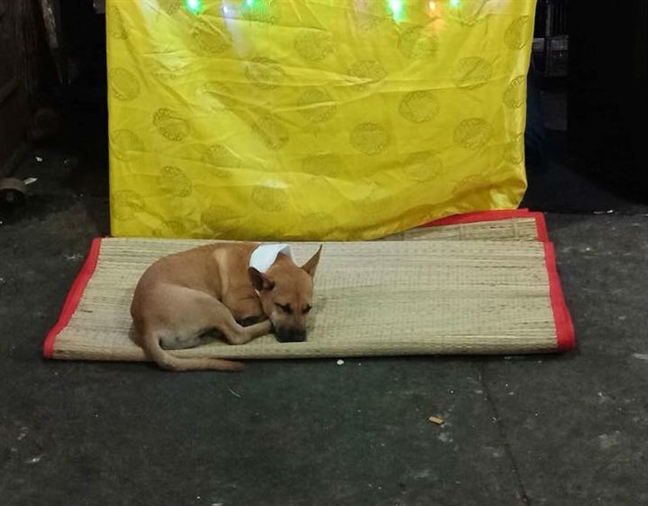 Hình ảnh chú chó vàng đeo khăn tang từng gây xúc động cư dân mạng