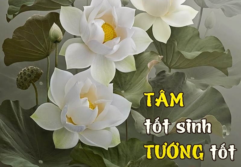 Tam sinh tuong