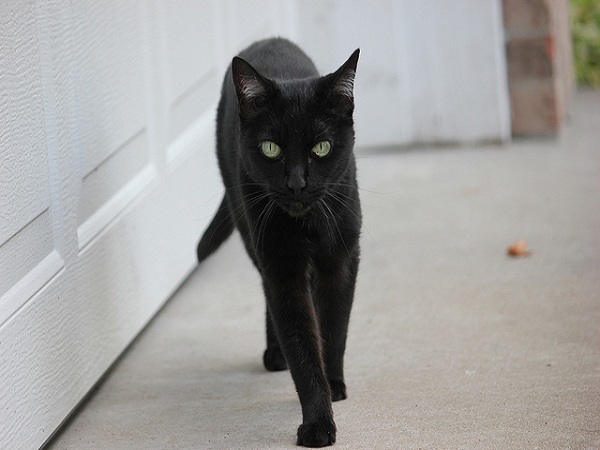 Mèo đen tự nhiên đi vào nhà
