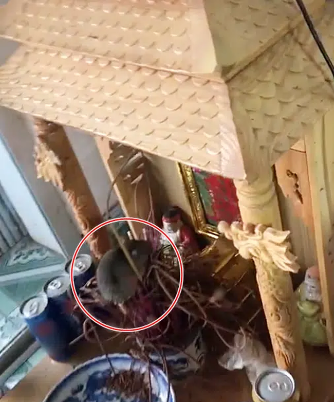 Chuột quấy phá ở bàn thờ Thần Tài.