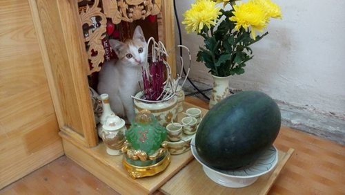 Gia chủ không nên để chó mèo đến quấy nhiễu khu vực thờ cúng.