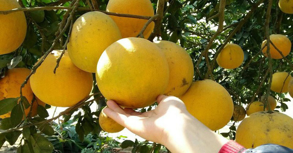Mẹo bảo quản bưởi Diễn đơn giản, không cần bất kỳ loại hóa chất độc hại nào, bưởi để được lâu và ngày càng ngọt hơn