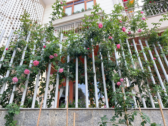 Ngay cả hàng rào của căn nhà cũng chứa nhiều hoa hồng