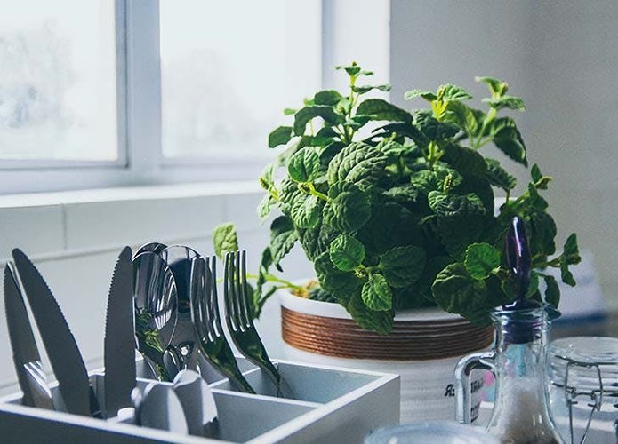 Trồng cây trong nhà bếp hút lộc