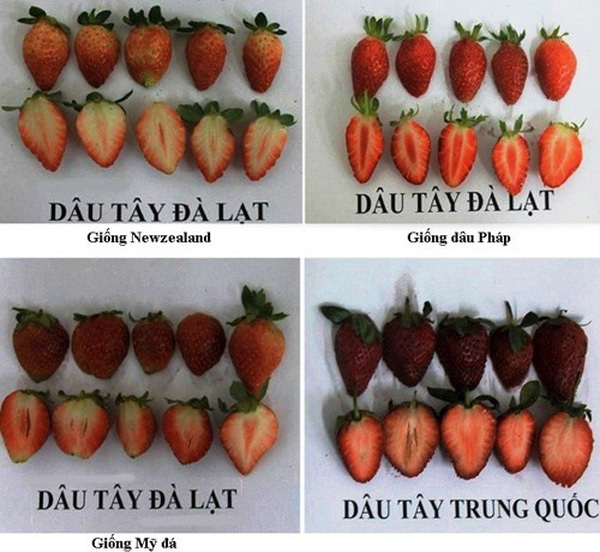 Hình ảnh cho thấy sự khác biết giữa các giống dâu tây được cung cấp bởi Chi cục Bảo vệ Thực vật Lâm Đồng.