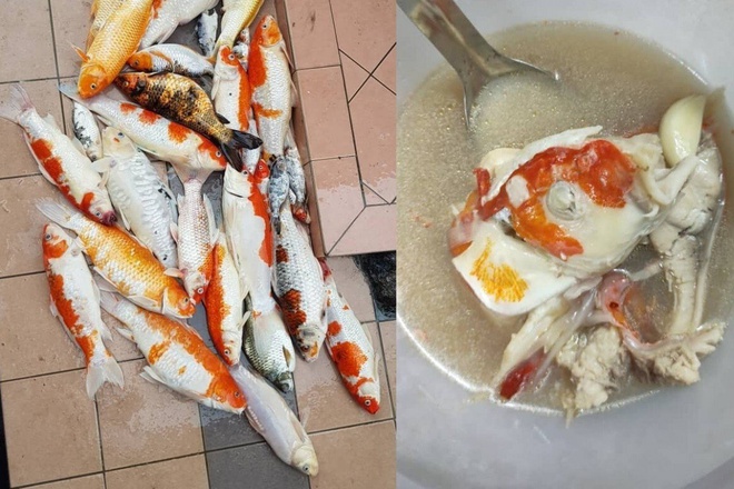 Bài đăng chia sẻ cách nấu món súp cá Koi của cô gái Malaysia. Ảnh: Rojak Daily.