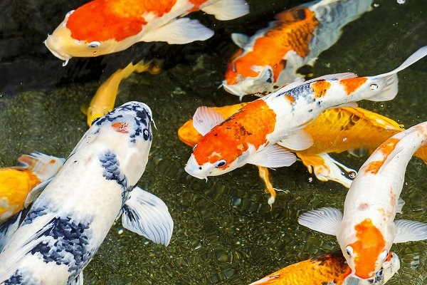 ca_koi22