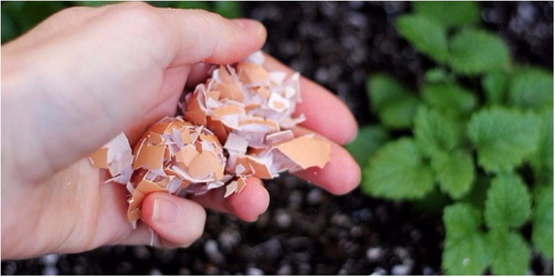 Vỏ trứng làm thức ăn nuôi cây