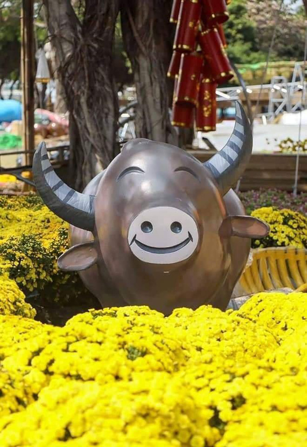 Chú trâu có gương mặt thân thiện.