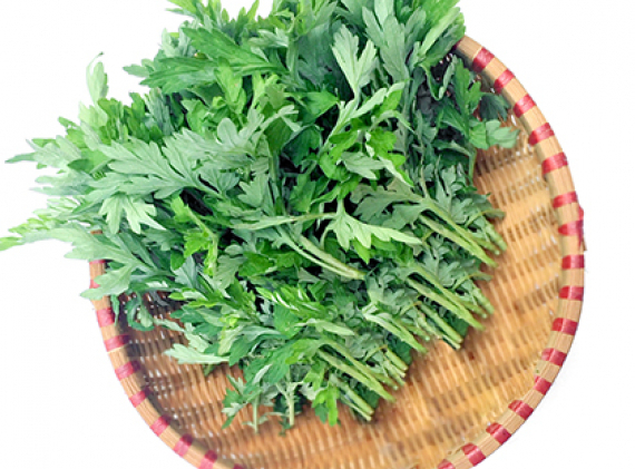 Rau ngải cứu không tốt cho sức khỏe