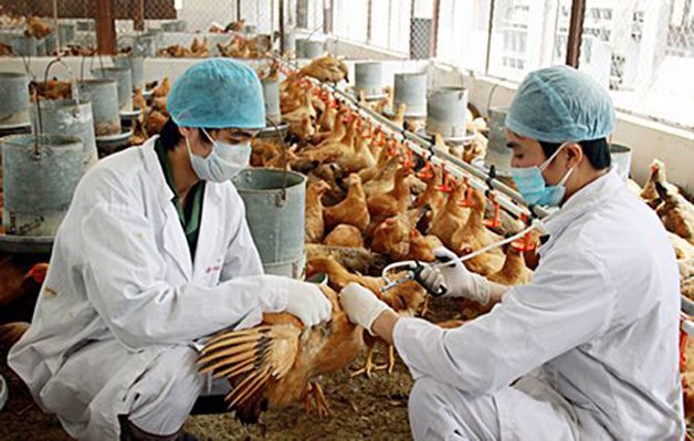 Lần đầu tiên ghi nhận ca cúm gia cầm H5N8 ở trên người (Ảnh minh hoạ)