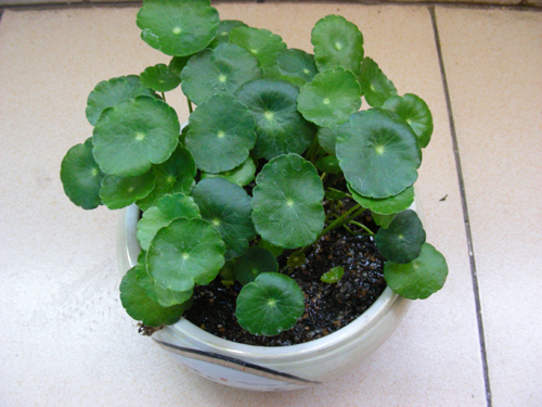 cay-phong-thuy-hop-voi-12-con-giap-06