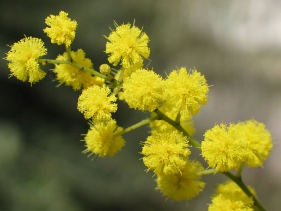 Hoa mimosa được dành tặng cho phụ nữ nhân ngày 8/3 (Nguồn: Baogiaothong)