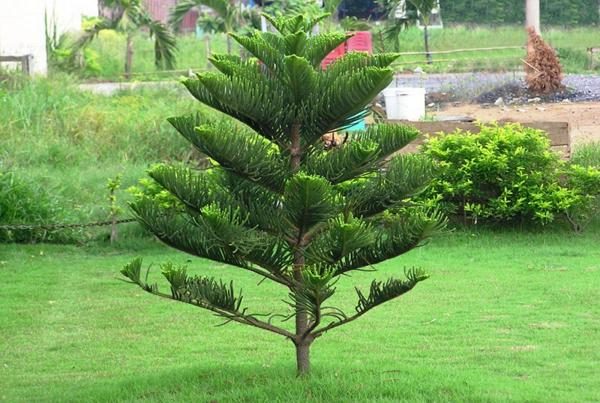 5-loai-cay-khong-trong-truoc-cua-nha-03