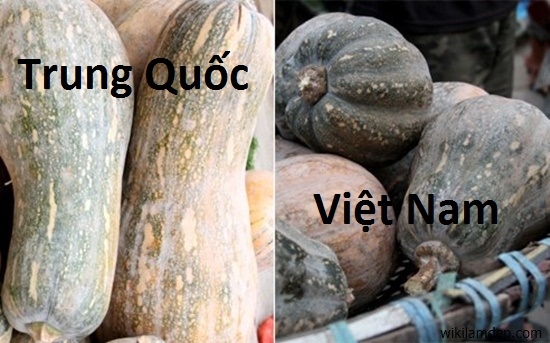 hoa-qua-trung-quoc-10