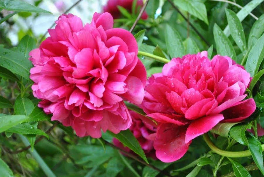 loai-hoa-la-khac-tinh-cua-than-tai-03