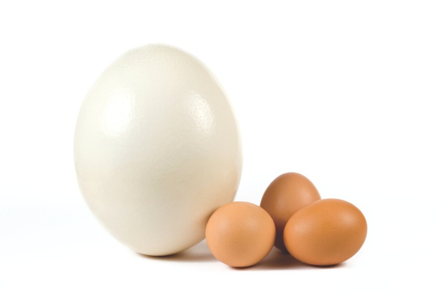 Trọng lượng một quả trứng ngỗng khoảng 300 gram. Nó nặng gấp 4 lần trứng gà và 3 lần trứng vịt. 