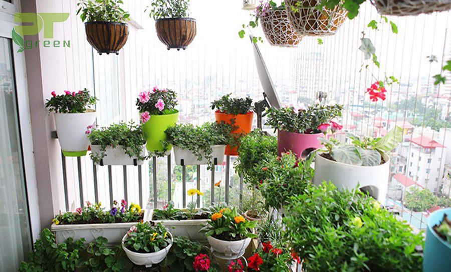 Trong nhà cây cối nở hoa