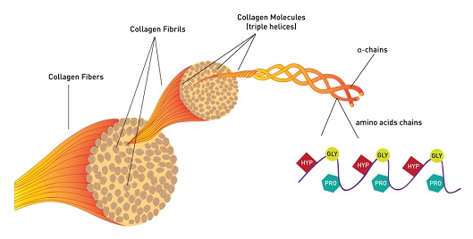 thuc-pham-giau-collagen