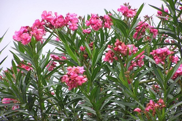 Cây hoa trúc đào nhiều độc tố