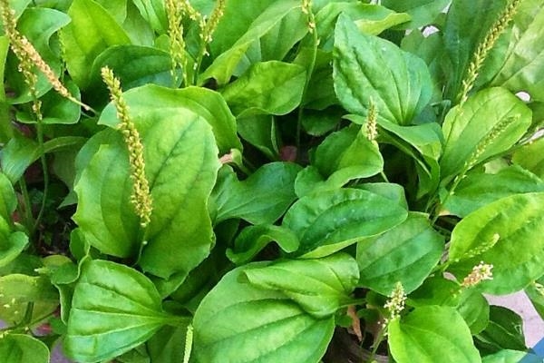 tam-la-sau-sinh-01