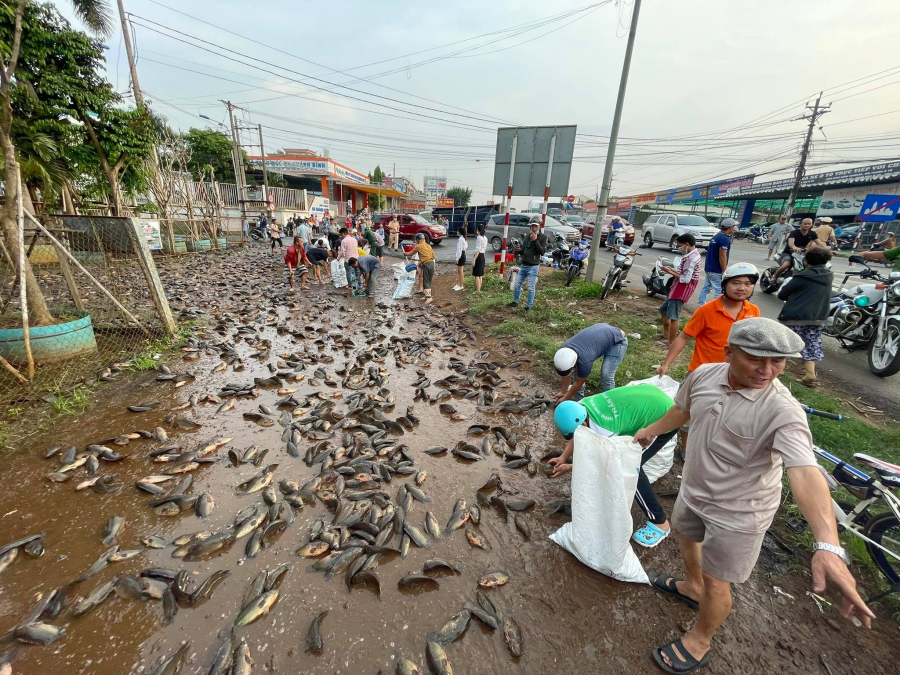 Cảnh tượng hàng trăm con cá rô phi đổ ra đường  (Ảnh: Thanh Niên)