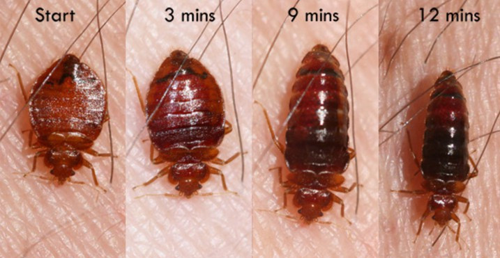Rệp con có kích thước nhỏ, sau khi hút máu chúng chuyển thành màu đỏ sậm và thân dài ra làm nó như lột xác thành một loại côn trùng khác.