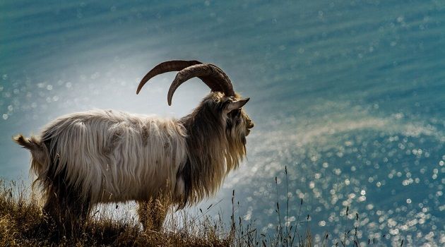Tuổi Mùi phát tài trong thời gian sắp tới