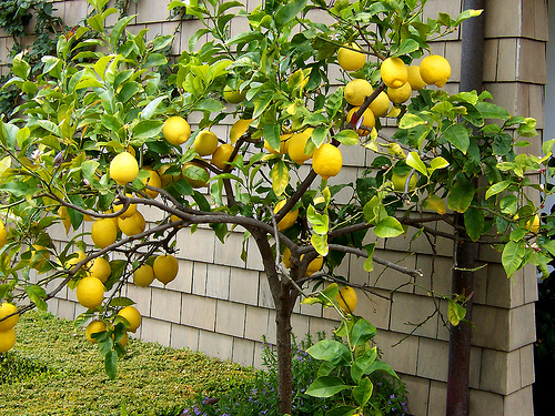 5-loai-cay-goi-tai-loc-nen-trong-truoc-cua-07