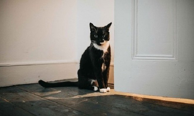 Mèo vào nhà gia chủ dễ gặp xu xẻo