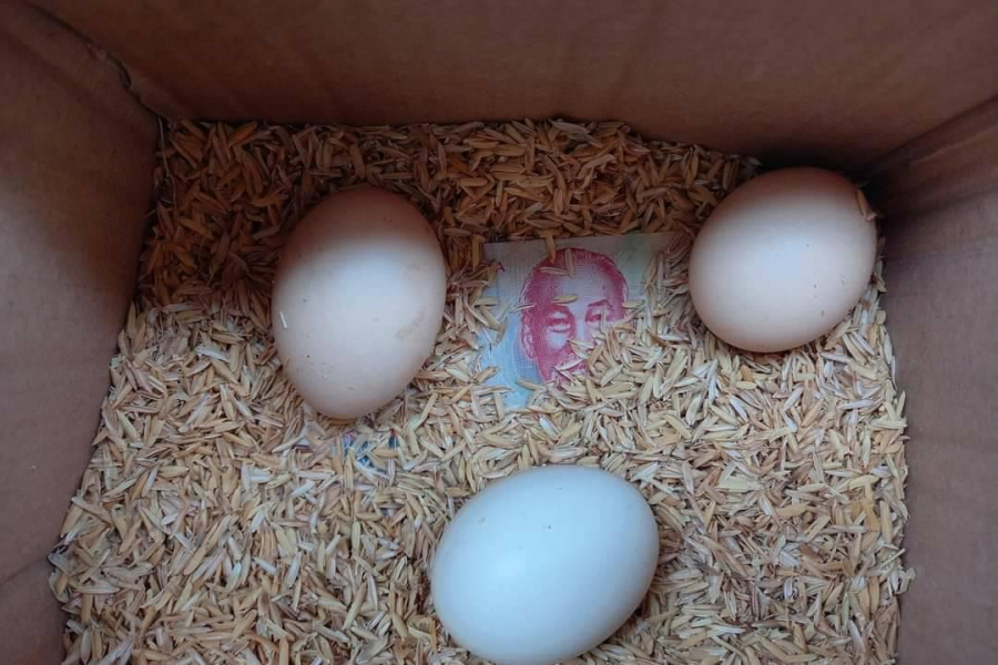 Những quả trứng được xếp cẩn thận và điều bất ngờ 