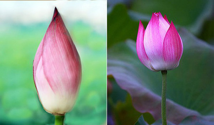Búp hoa quỳ (bên trái) nhọn. Búp hoa sen (bên phải) mập và tròn hơn.