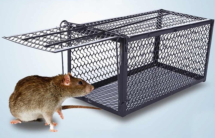 Bạn có thể chọn cách bẫy chuột bằng lồng sắt