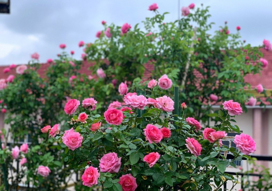 Hoa hồng ngọt ngào kiêu sa tượng trưng cho tháng sinh nào?