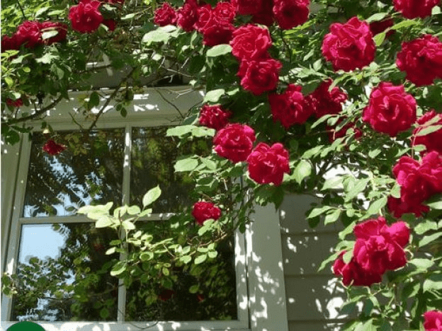 Hoa hồng trồng ban công tốt cho tình duyên