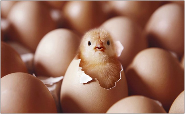 Con gà có trước hay quả trứng có trước?