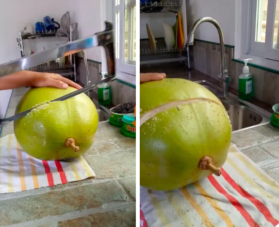 Bề ngoài quả này có kích thước to như quả bưởi nhưng vỏ lại tương đối giống quả dừa.