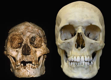 Hộp sọ của Ebu, một cá thể người Homo floresiensis được phát hiện tại Indonesia (trái) nhỏ hơn rất nhiều so với hộp sọ của con người hiện đại (phải).