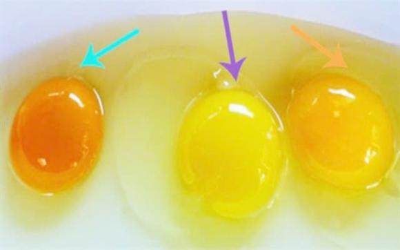 Lòng đỏ trứng gà có màu sắc khác nhau