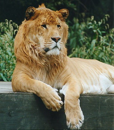 Một con sư hổ đực.