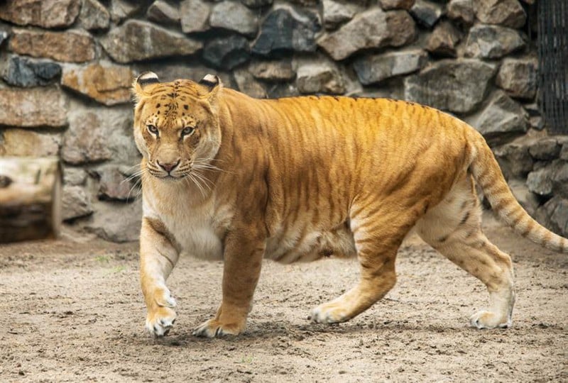Sư hổ là loài lớn nhất trong họ nhà mèo.