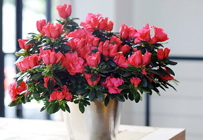 Hoa đỗ quyên đa dạng màu sắc dễ chăm sóc nhưng chứa độc nên lưu ý nếu trồng trong nhà