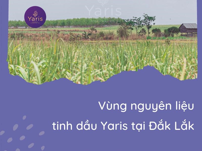 Tinh dầu Yaris bảo đảm ngay từ khâu trồng trọt