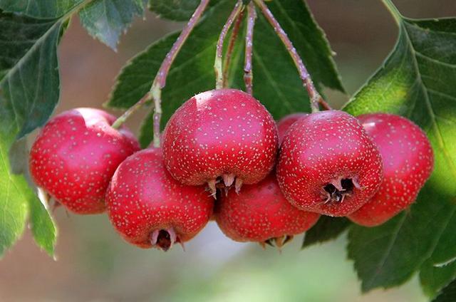 5 loại quả thơm ngọt giúp hạ đường huyết cực nhanh, ngừa biến chứng, 2 loại quả chua lại khiến đường tăng vọt