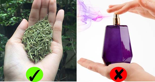 4 loại lá càng dùng cơ thể càng thơm ngát: Chị em không cần dùng nước hoa vẫn hết mùi hôi
